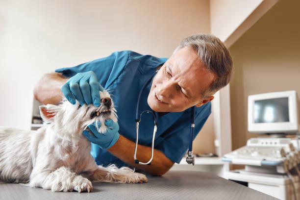 Best Emergency Dental Extractions in Greenwood, MO